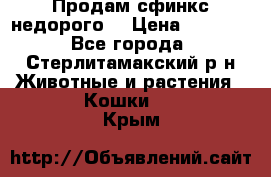 Продам сфинкс недорого  › Цена ­ 1 000 - Все города, Стерлитамакский р-н Животные и растения » Кошки   . Крым